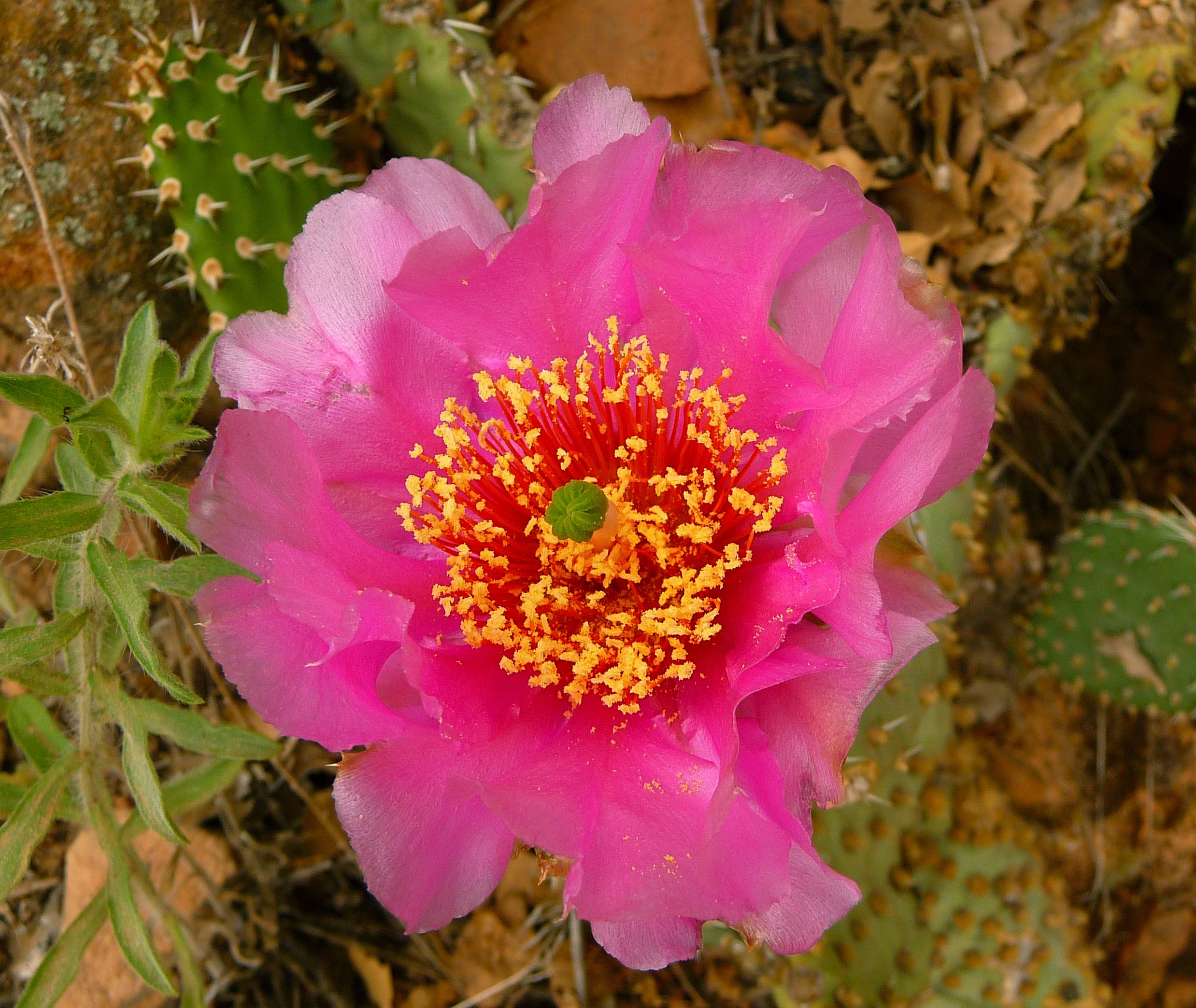 Prickly Pear Cactus