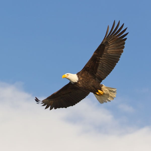 Birding Hot Spots of Georgia’s Golden Isles 6