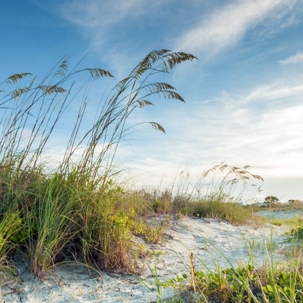 Birding Hot Spots of Georgia’s Golden Isles 8