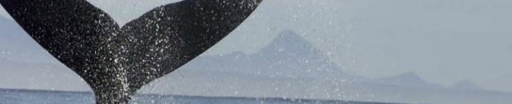 South Africa 4