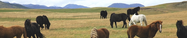 Iceland 4