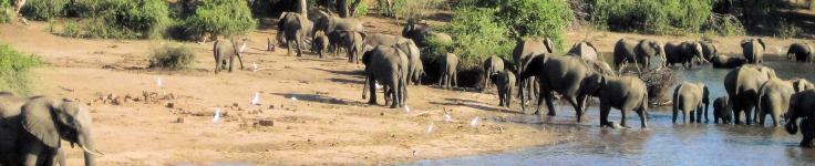 elephants at lake shore