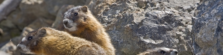 Wyoming: Grand Tetons & Yellowstone