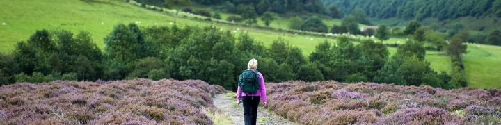 Female hiker on a path in the North York Moors, England at the heather-covered Hole of Horcum