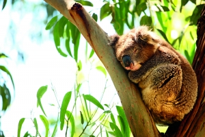 Koala bear in a tree