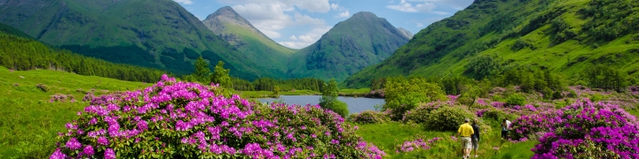 Hikers walking along a trail surrounded by green fields and purple wildflowers with a small pond and mountains in the distance, in the Sottish highlands, Scotland