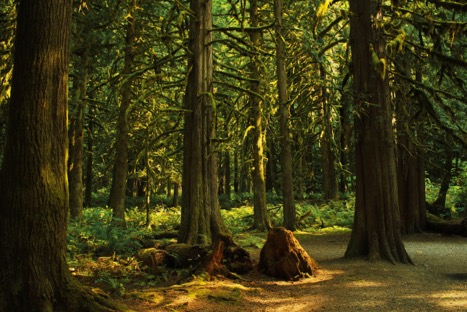 British Columbia Forest