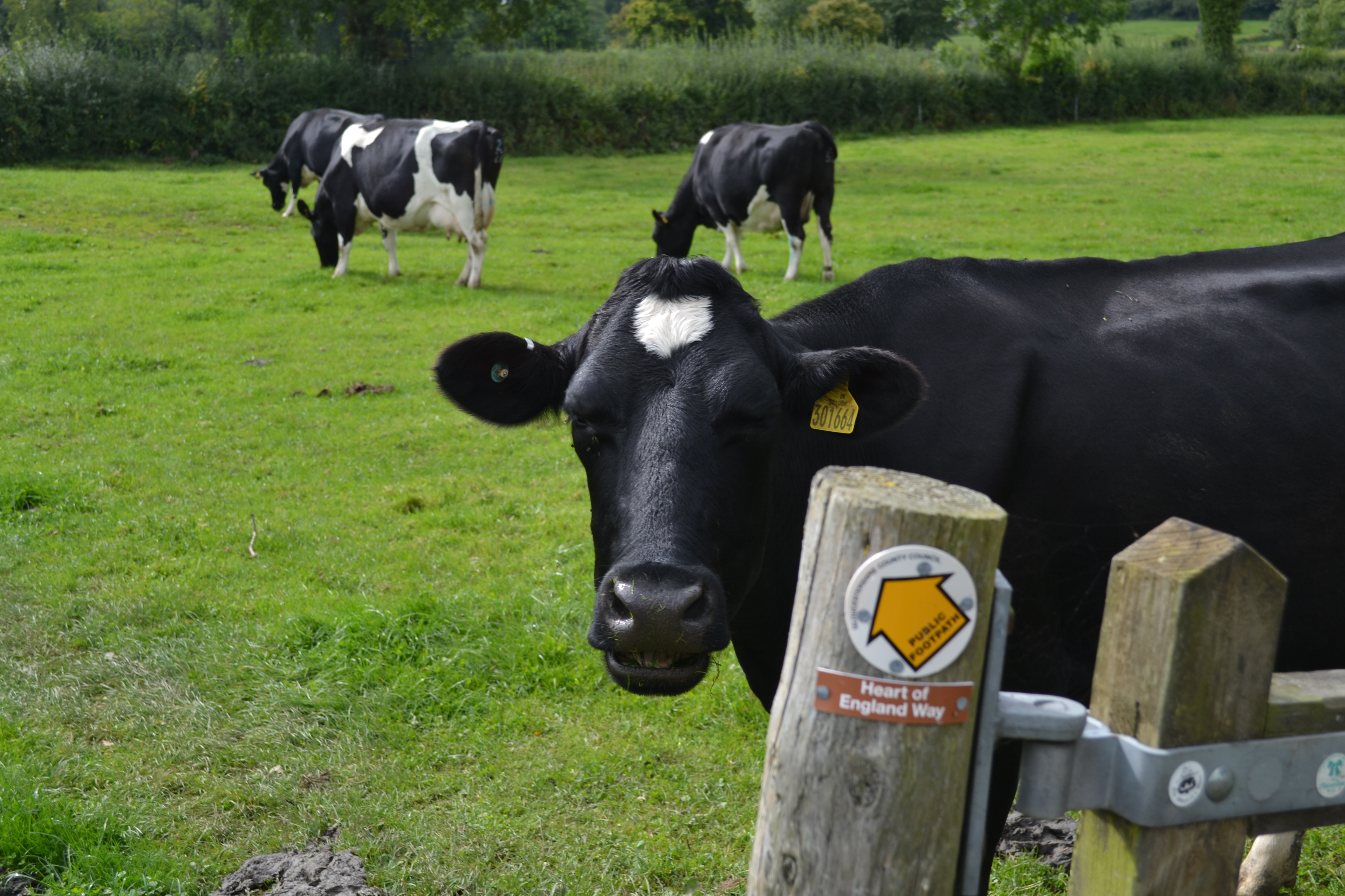 Cotswolds cow