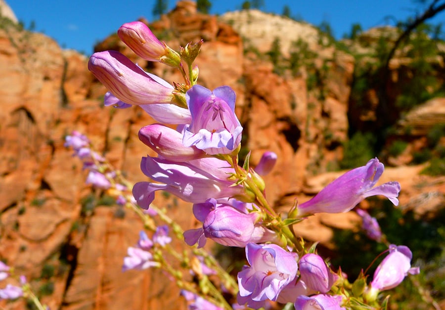 Markagunt Penstemon