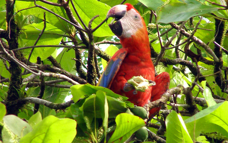 ScarletMacaw