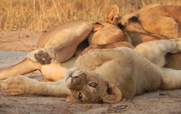 Zimbabwe, Africa