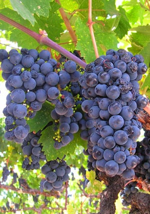 california-grapes