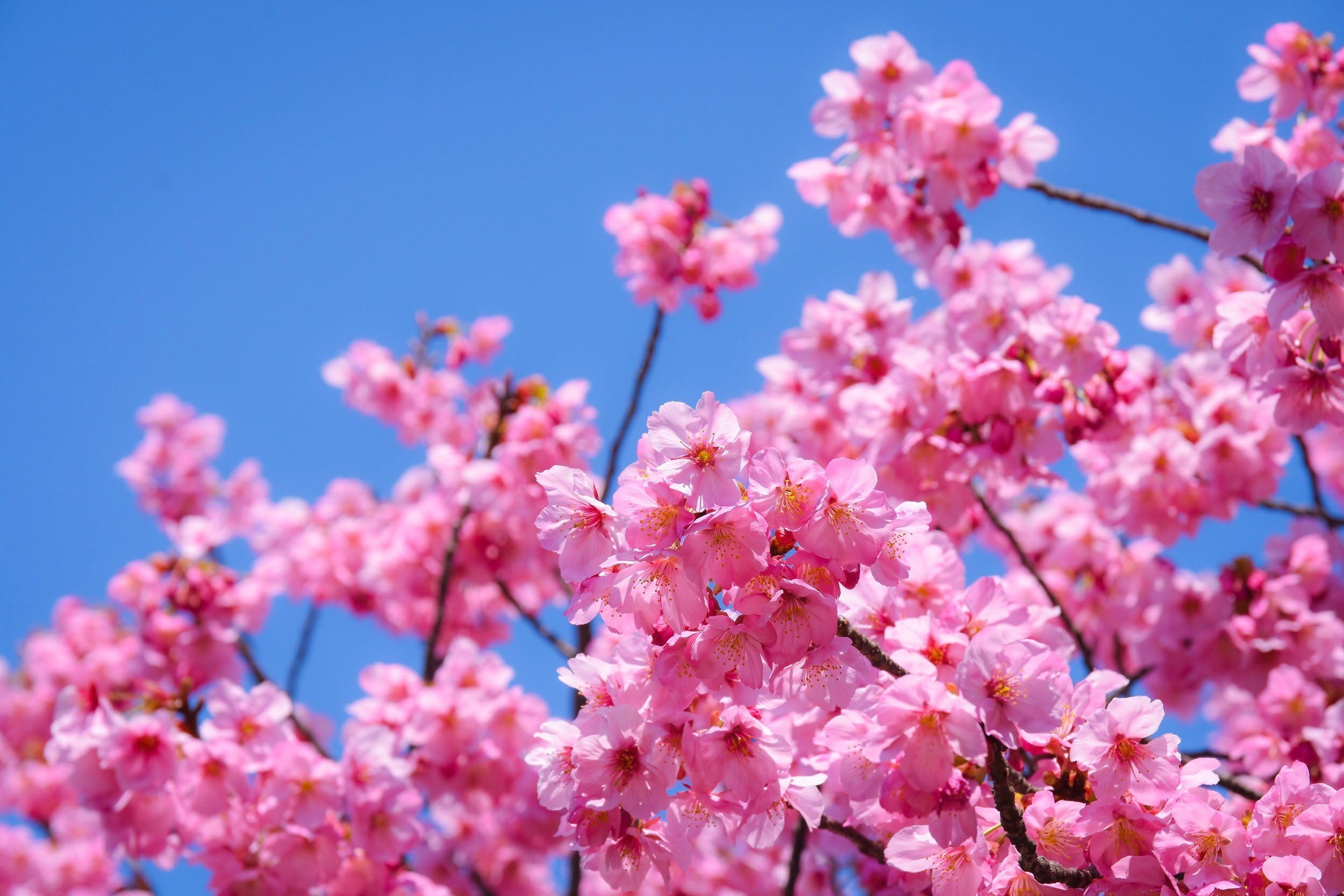 Cherry Blossom Trees