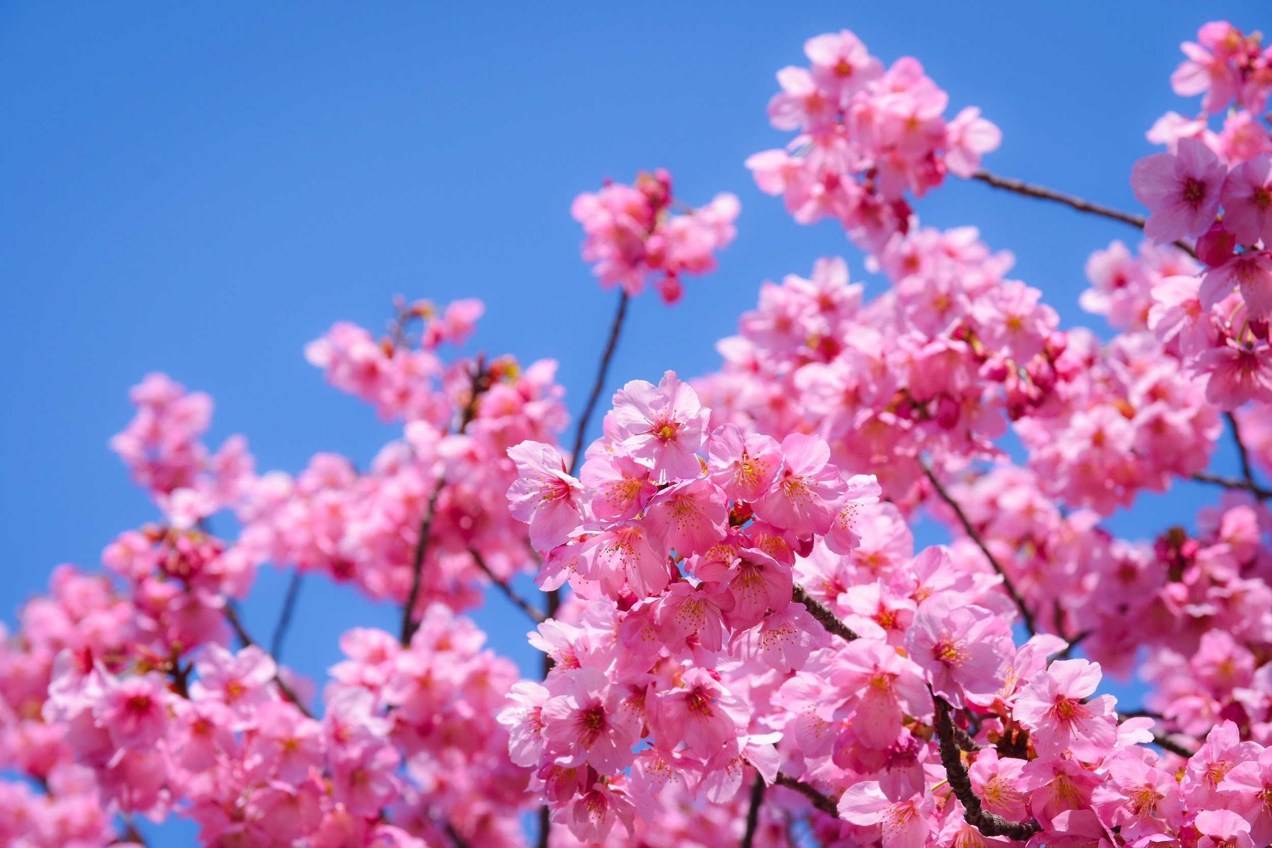 Cherry Blossom 