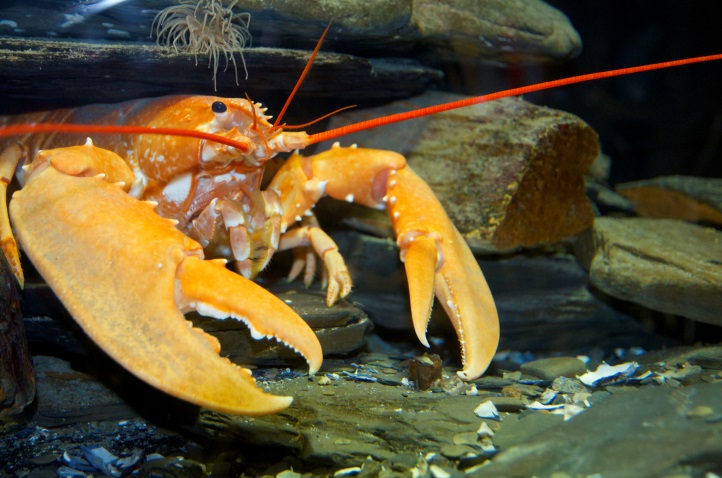 Padstow National Lobster Hatchery