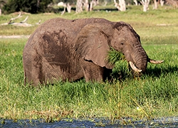 Elephants on Safari