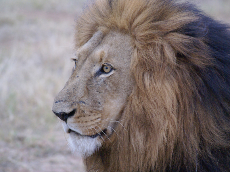 Exotic Lion from Okavango Delta