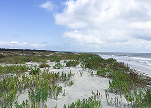 Birding on Georgia Beach