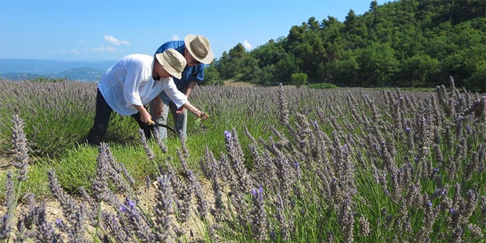 havesting lavender in provence