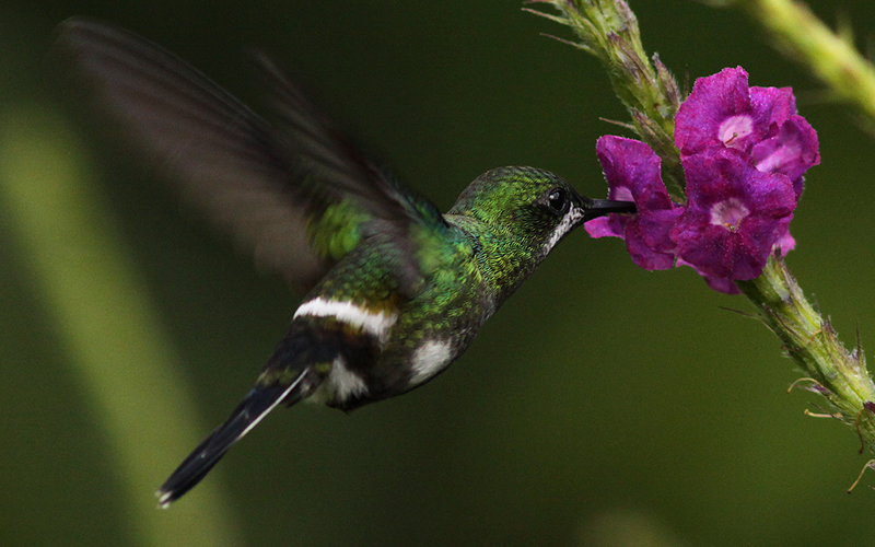 How to Spot Costa Rica’s Most Iconic Animals | Country Walkers