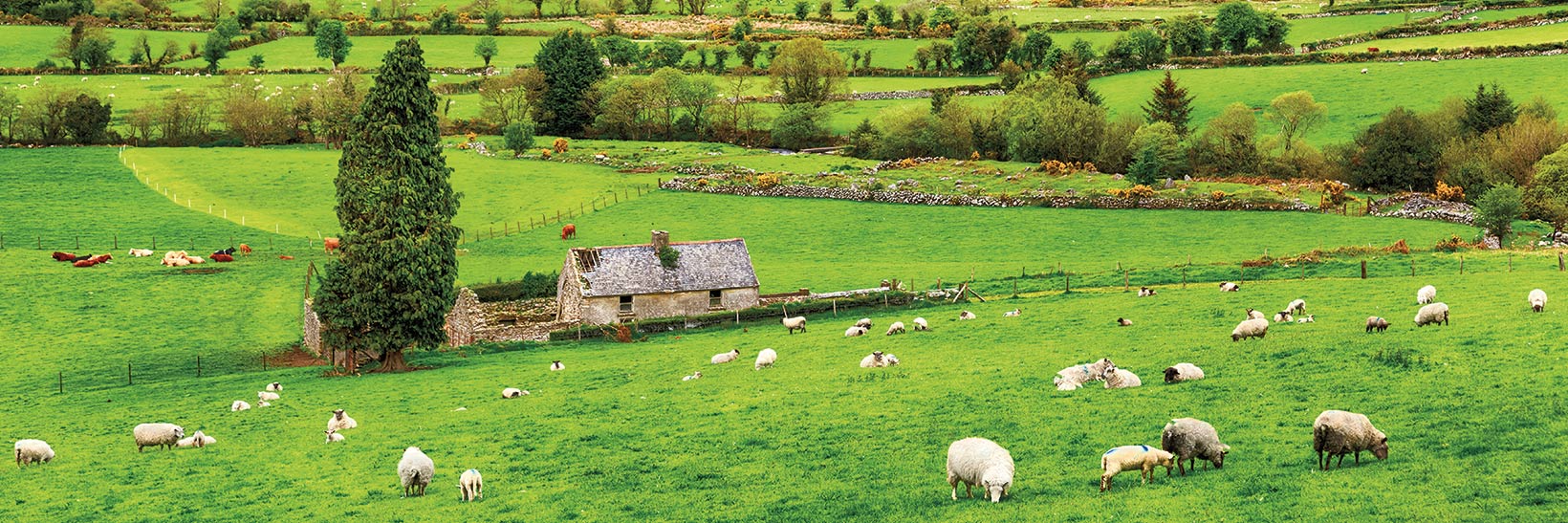 3 Tips for Exploring Galway and the Bucolic Irish West 1