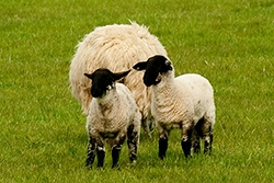 Irish Lambs