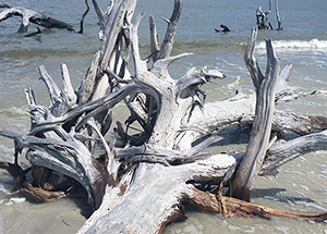 Driftwood Beach