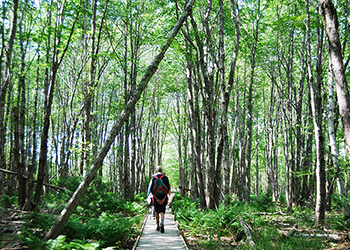 Jessups Path in Acadia