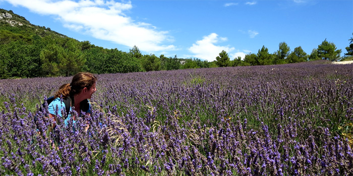 lavender field in full bloom - provence