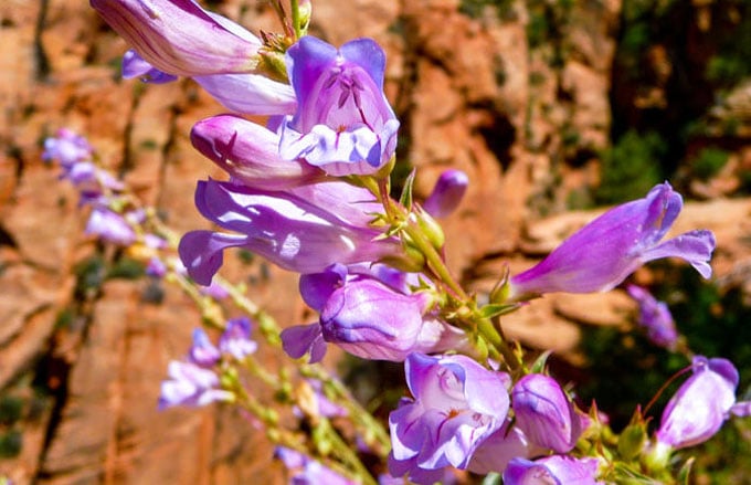 mesa-verde-flowers