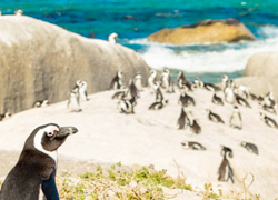 South Africa Penguins