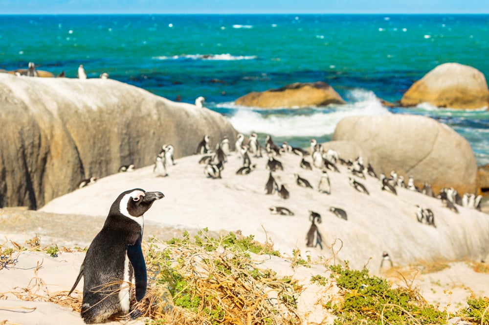 South African Penguins