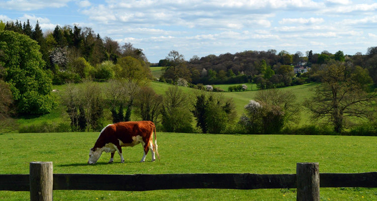 rolling hills of the English country side