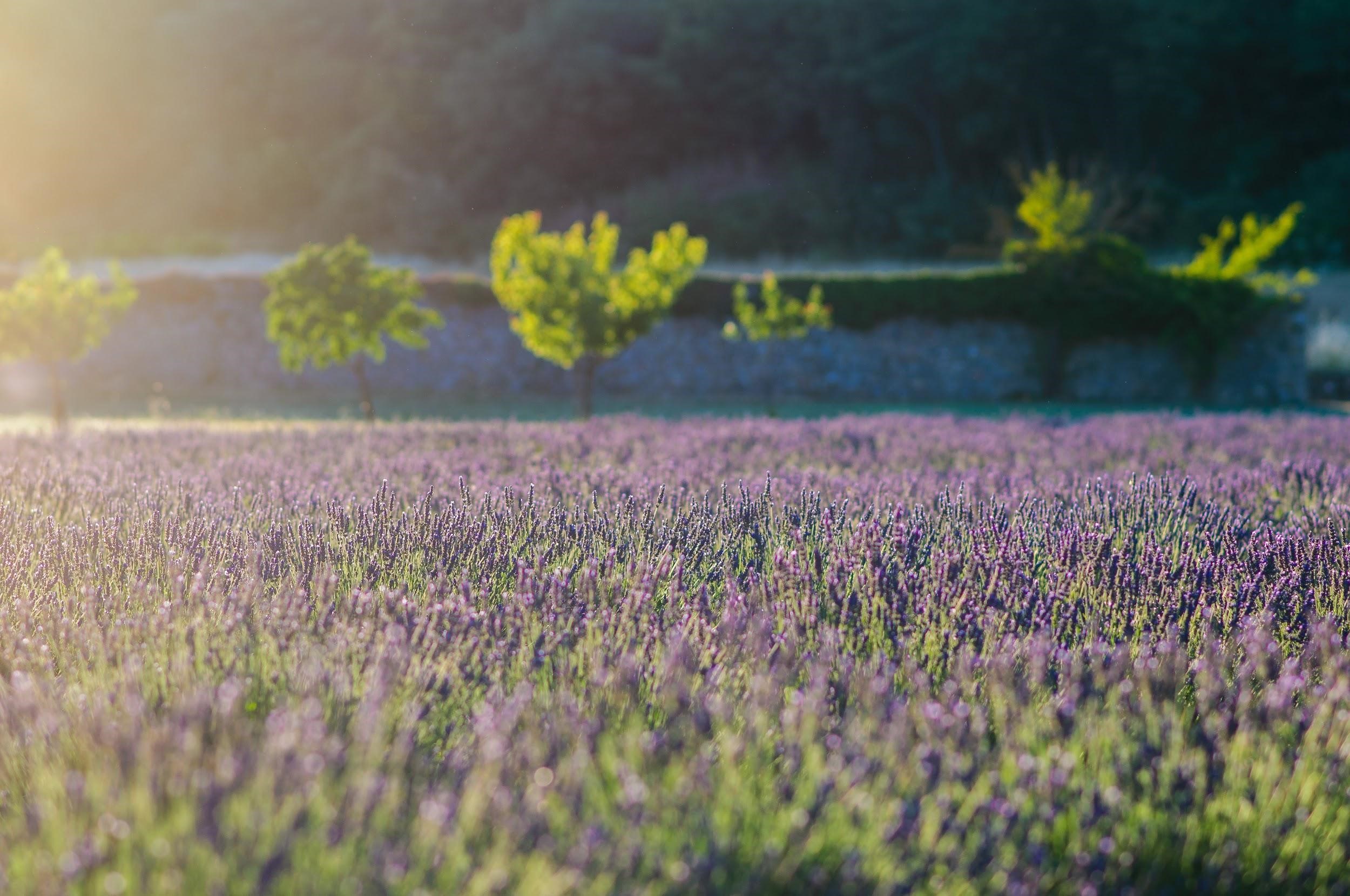 Printemps in Provence