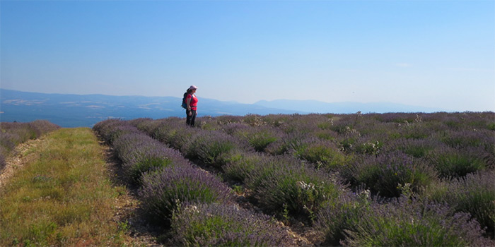 standing in fields of lavender