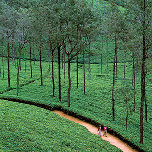 Tea Fields width=