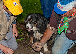 Truffle Hunters with Dog