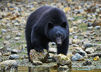 Black Bears in Vancouver