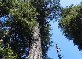 Vancouver Trees