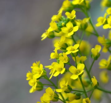 Western Wallflower