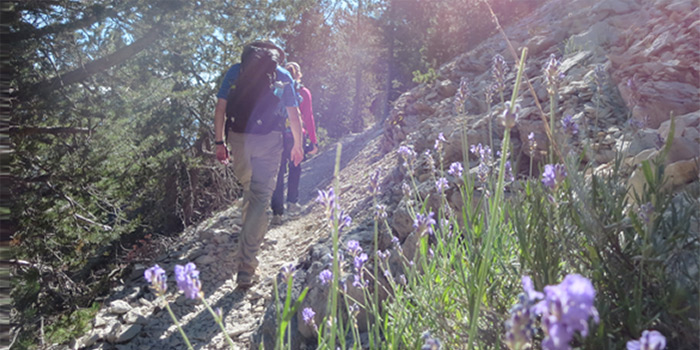 wild lavender along the trail