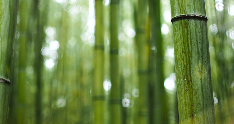bamboo depict yamabushi monks of japan