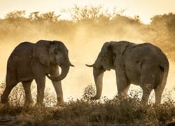 Zimbabwe Elephants