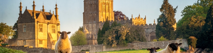 Cotswold sheep near Chipping Campden in Gloucestershire with Church in background at sunrise