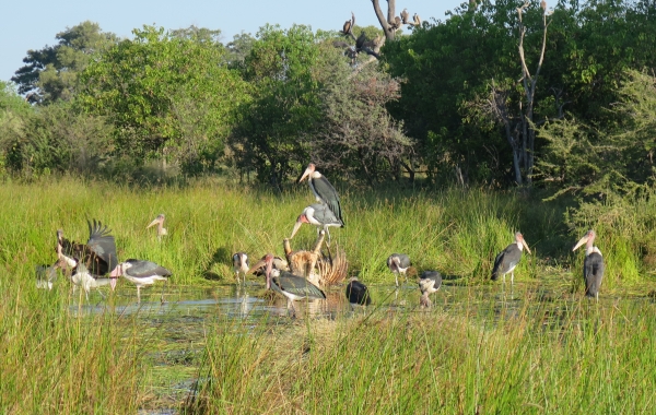 Botswana & Zambia Safari: Victoria Falls to the Okavango Delta