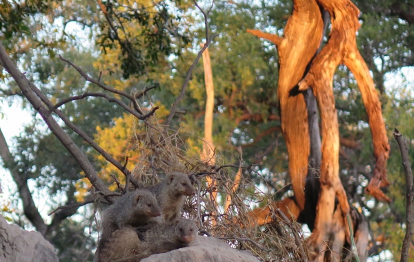 Botswana & Zambia Safari: Victoria Falls to the Okavango Delta