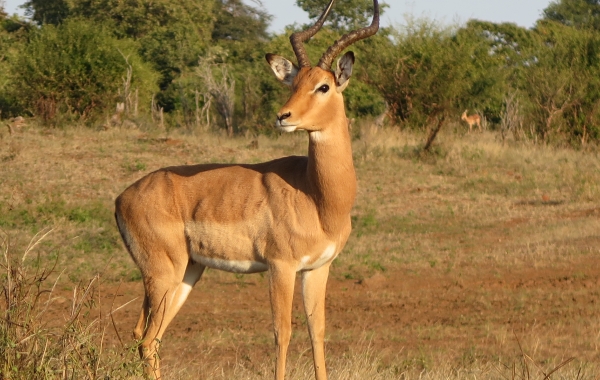 Botswana & Zambia Safari: Victoria Falls to the Okavango Delta