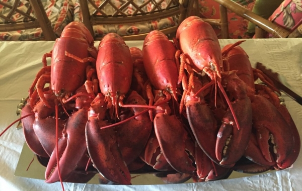 New Brunswick: Bay of Fundy & Campobello Island