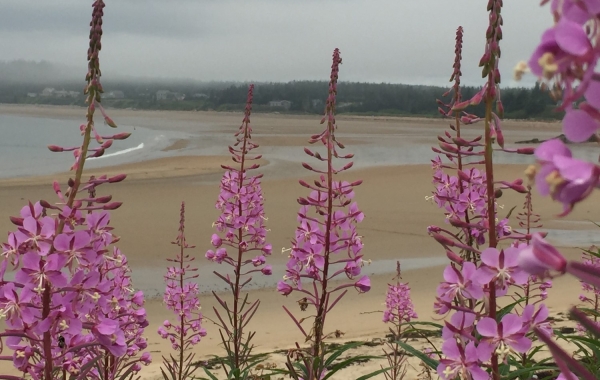 New Brunswick: Bay of Fundy & Campobello Island