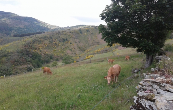 Spain: Classic Camino de Santiago